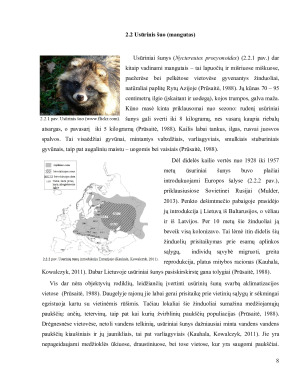 INVAZINĖS ŽINDUOLIŲ RŪŠYS LIETUVOJE ONDATRA, USŪRINIS ŠUO, KANADINĖ AUDINĖ. Paveikslėlis 8