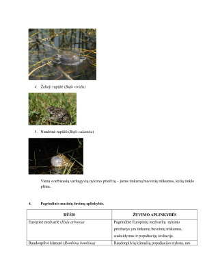 Varliagyvių žuvimo keliuose problema. Paveikslėlis 2