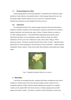 Kserofitų prisitaikymas sausoms augimo sąlygoms ir jų grupės pagal anatominius bei morfologinius požymius. Paveikslėlis 7