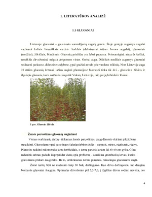 Energetinių gluosnių plantacijų auginimas Lietuvoje esama padėtis ir panaudojimo biokurui perspektyvos. Paveikslėlis 4