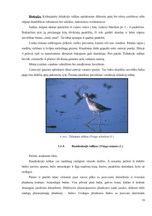 ŠEIMA. TILVIKINIAI (SCOLOPACIDAE). Paveikslėlis 10