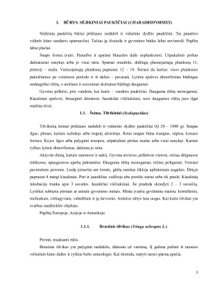 ŠEIMA. TILVIKINIAI (SCOLOPACIDAE). Paveikslėlis 5