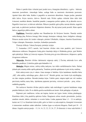 ŠEIMA. TILVIKINIAI (SCOLOPACIDAE). Paveikslėlis 6