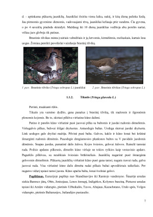 ŠEIMA. TILVIKINIAI (SCOLOPACIDAE). Paveikslėlis 7