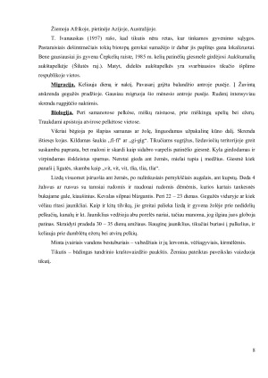 ŠEIMA. TILVIKINIAI (SCOLOPACIDAE). Paveikslėlis 8