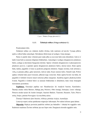 ŠEIMA. TILVIKINIAI (SCOLOPACIDAE). Paveikslėlis 9