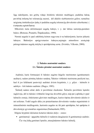 Šaknies sandara, funkcijos ir reikšmė augalo gyvybiniams procesams. Paveikslėlis 8