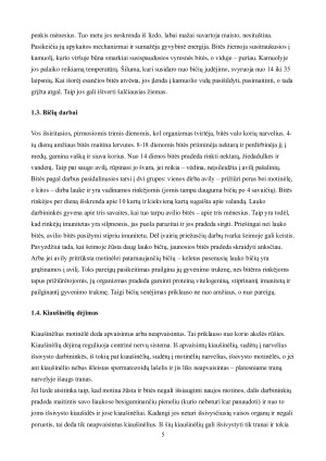 Bičių sociobiologija. Paveikslėlis 5
