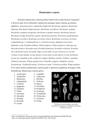 Planktoninės verpetės. Paveikslėlis 4