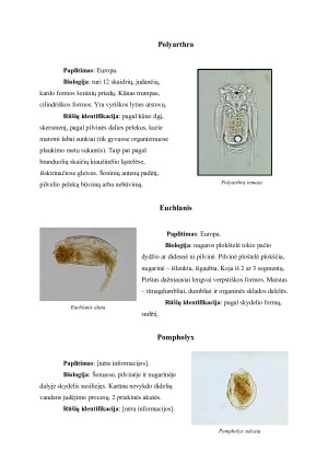 Planktoninės verpetės. Paveikslėlis 9