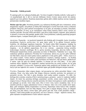 Puansetija – Kalėdų pranašė. Paveikslėlis 1