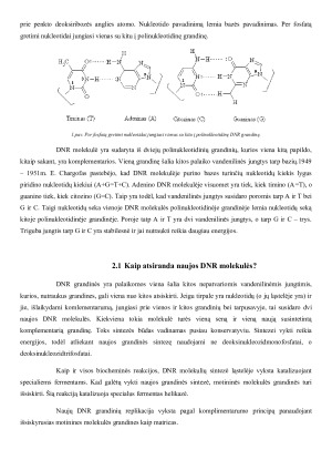 Genetinė informacija. Paveikslėlis 5