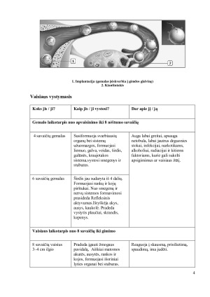 Žmogaus gimimas. Paveikslėlis 4