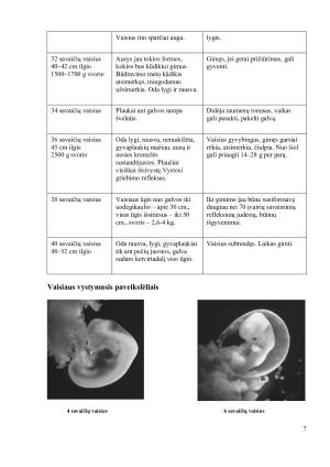 Žmogaus gimimas. Paveikslėlis 7