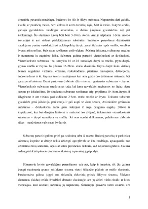 VEGETATYVINIS AUGALŲ DAUGINIMAS. Paveikslėlis 5