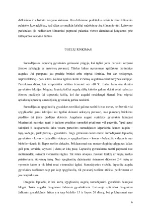 VEGETATYVINIS AUGALŲ DAUGINIMAS. Paveikslėlis 6