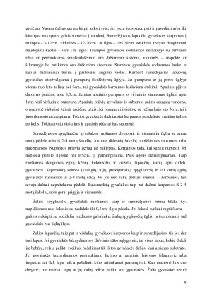 VEGETATYVINIS AUGALŲ DAUGINIMAS. Paveikslėlis 8