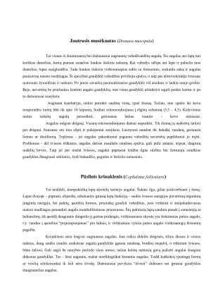 VABZDŽIAĖDŽIAI AUGALAI AUGINAMI KAMBARIUOSE. Paveikslėlis 3