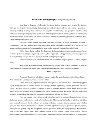 VABZDŽIAĖDŽIAI AUGALAI AUGINAMI KAMBARIUOSE. Paveikslėlis 4