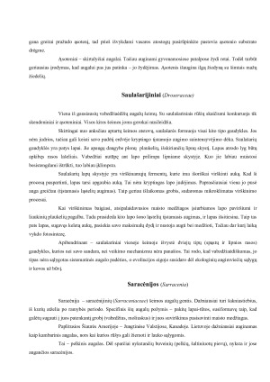 VABZDŽIAĖDŽIAI AUGALAI AUGINAMI KAMBARIUOSE. Paveikslėlis 6