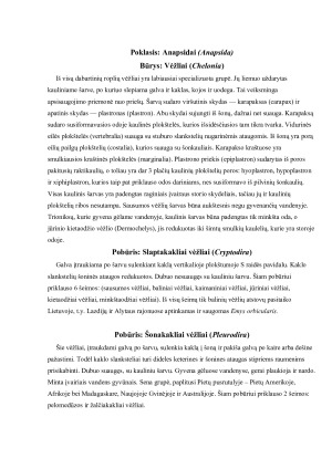 ROPLIŲ ĮVAIROVĖ IR PAPLITIMAS. Paveikslėlis 7