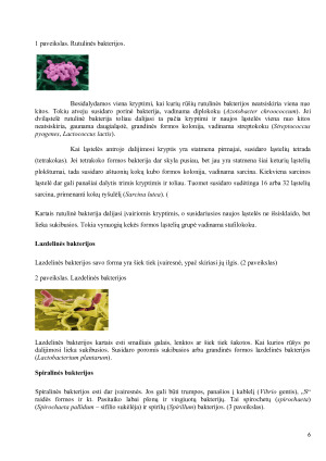 BAKTERIJŲ ETIOLOGIJA. Paveikslėlis 6