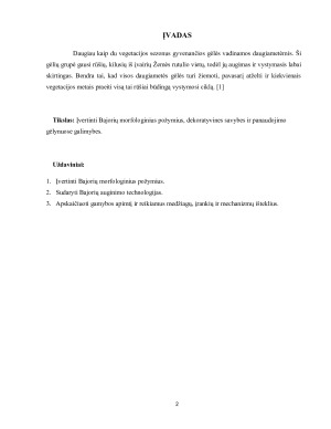 Bajorių morfologiniai požymiai, dekoratyvinės savybės ir panaudojimo galimybės gėlynuose. Paveikslėlis 2