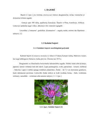 Bajorių morfologiniai požymiai, dekoratyvinės savybės ir panaudojimo galimybės gėlynuose. Paveikslėlis 3