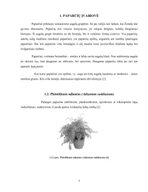 Papartžių klasifikacija ir jų augimo sąlygos. Paveikslėlis 3