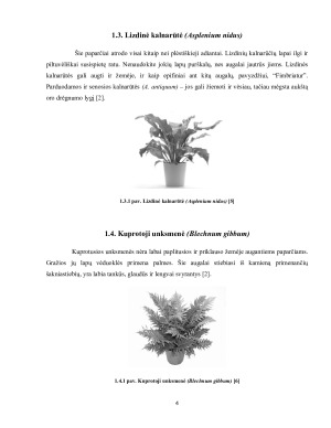 Papartžių klasifikacija ir jų augimo sąlygos. Paveikslėlis 4