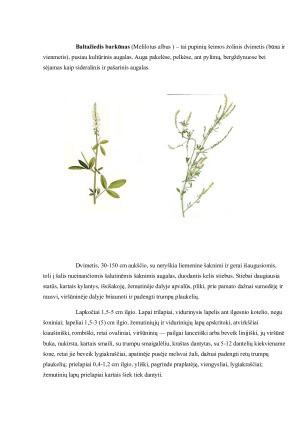 Baltažiedžio barkūno (Melilotus albus) biologinės savybės ir auginimo sąlygos. Paveikslėlis 2