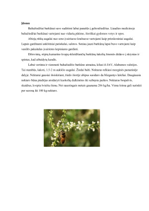 Baltažiedžio barkūno (Melilotus albus) biologinės savybės ir auginimo sąlygos. Paveikslėlis 5