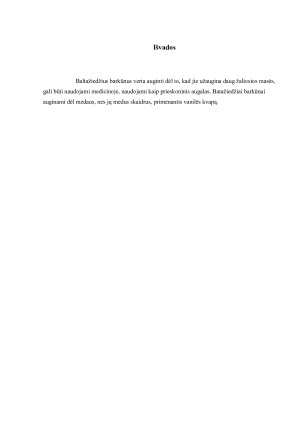 Baltažiedžio barkūno (Melilotus albus) biologinės savybės ir auginimo sąlygos. Paveikslėlis 6