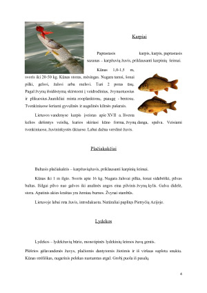 Dažniausiai maistui parduodamos gyvos žuvys. Paveikslėlis 4