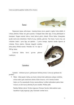 Dažniausiai maistui parduodamos gyvos žuvys. Paveikslėlis 5