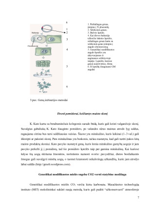 Genetiškai modifikuoti organizmai - atsiradimas, nauda ir grėsmės žmogui bei aplinkai. Paveikslėlis 7