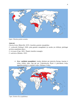 SMAUGLINIŲ (BOIDAE) ĮVAIROVĖ IR PAPLITIMAS. Paveikslėlis 8