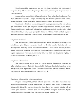 Vegetatyvinis dauginimasis. Paveikslėlis 4