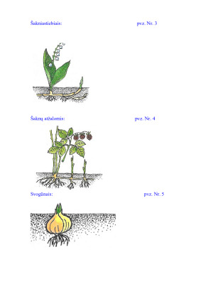 Vegetatyvinis dauginimasis. Paveikslėlis 7