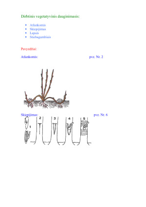 Vegetatyvinis dauginimasis. Paveikslėlis 8