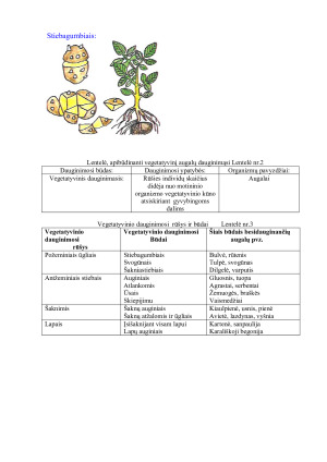 Vegetatyvinis dauginimasis. Paveikslėlis 9