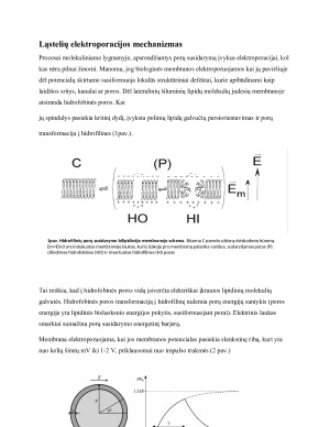 Ląstelių elektroporacija. Paveikslėlis 4