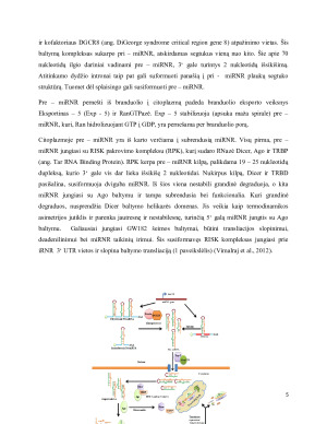 RNR ir oligonukleotidų taikymas genų terapijoje. Paveikslėlis 5