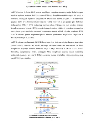 RNR ir oligonukleotidų taikymas genų terapijoje. Paveikslėlis 6