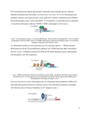 Transpozicijos saitspecifiškumo problema. Paveikslėlis 8