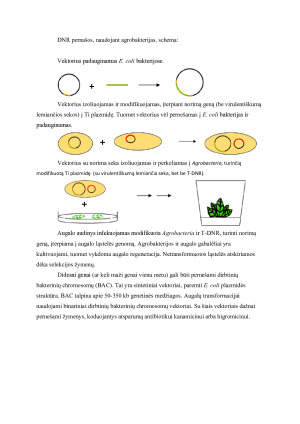 Vektoriai, naudojami GMO sukūrimui. Paveikslėlis 10