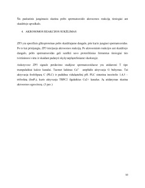 Vidinis žinduolių apvaisinimas. Paveikslėlis 10