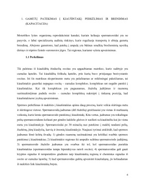 Vidinis žinduolių apvaisinimas. Paveikslėlis 4