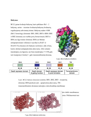 BCL2 genas ir jo reikšmė apoptozės bei vėžio vystymosi procesuose. Paveikslėlis 4