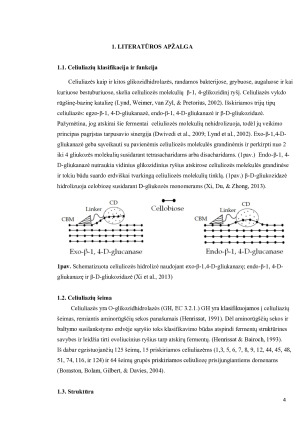 Celiuliazė. Paveikslėlis 4